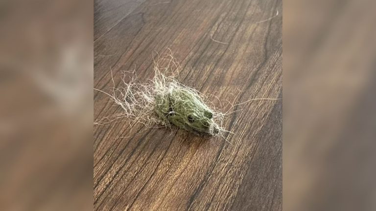 frog in a fur