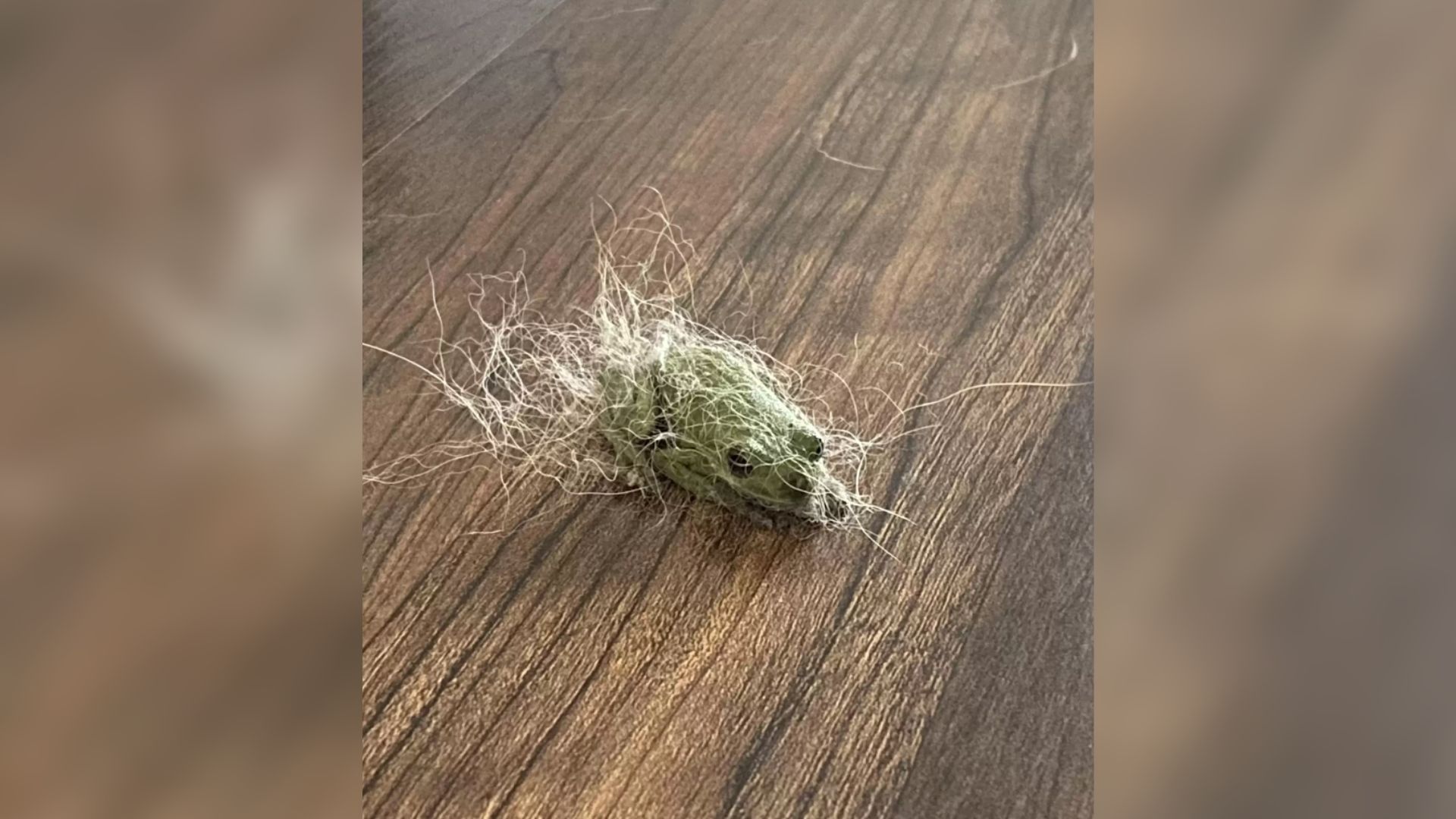 Woman Saw A Ball Of Fur Moving On The Floor And Was Shocked To Learn What It Was