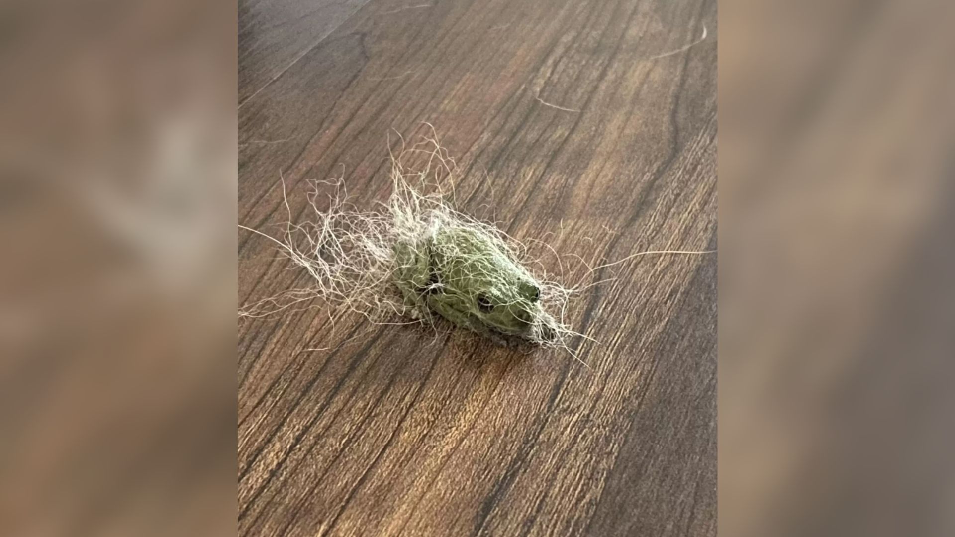 frog in a fur
