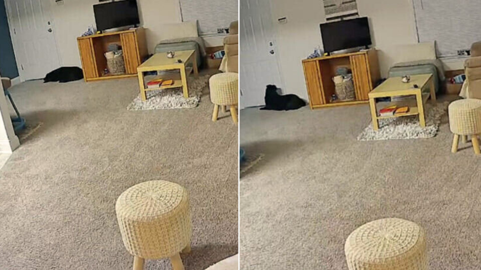 Woman Was Curious About What Her Dog Was Doing So She Placed A Camera In The House