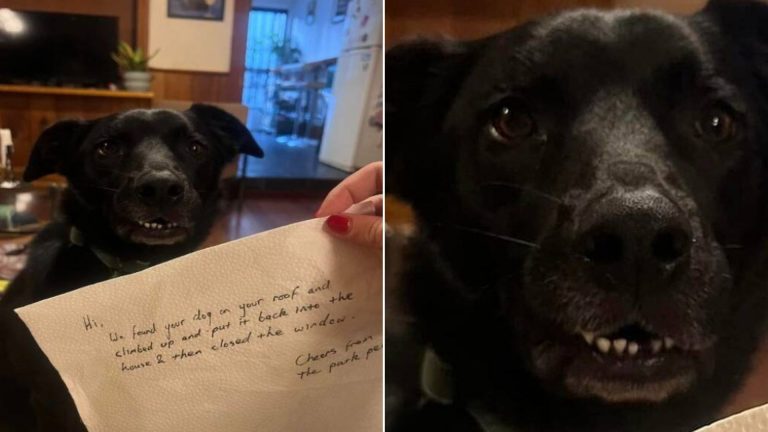 note for a dog alone at home