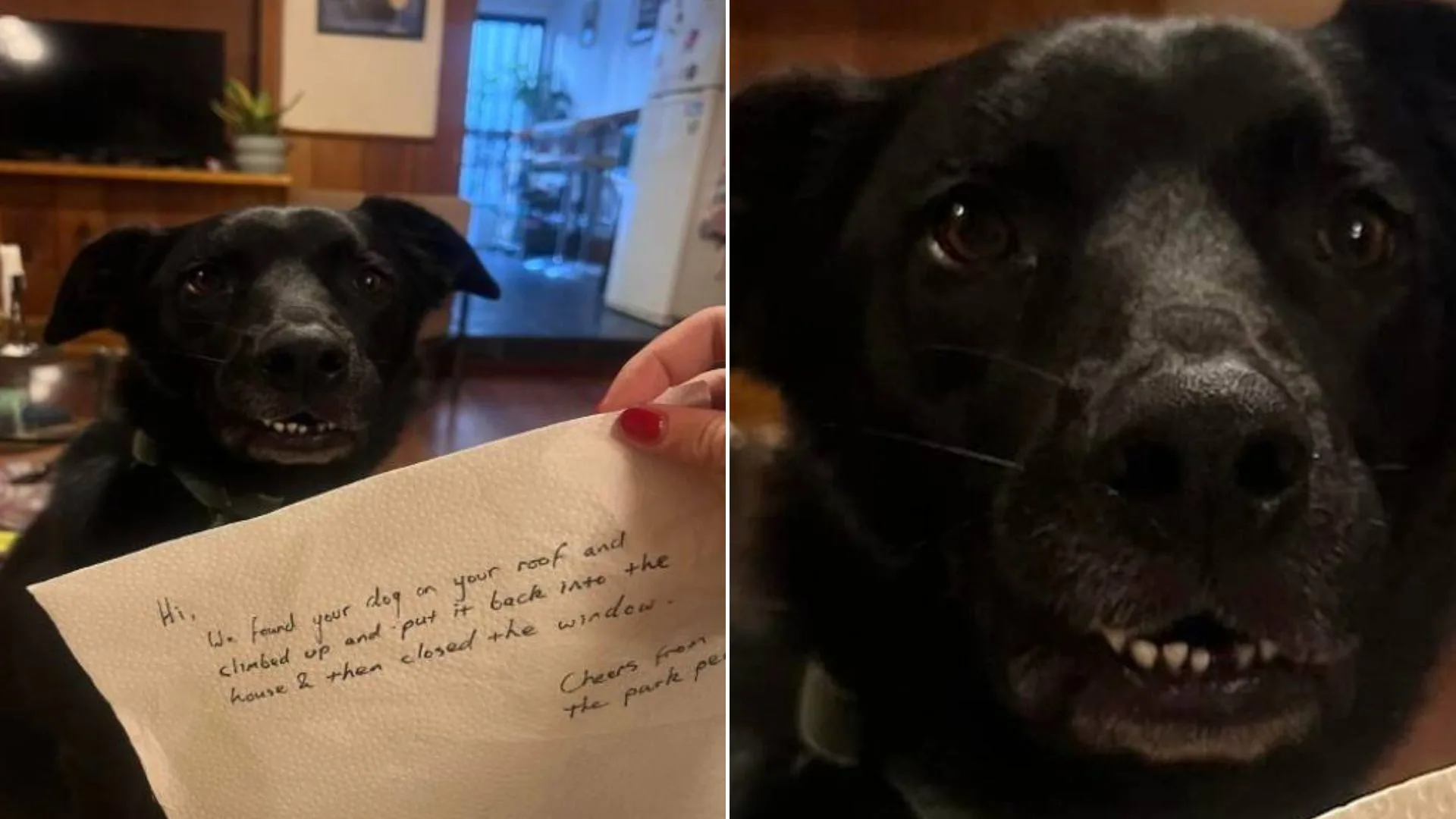 Mujer sorprendida por una nota que encontró después de dejar a su perro solo en casa