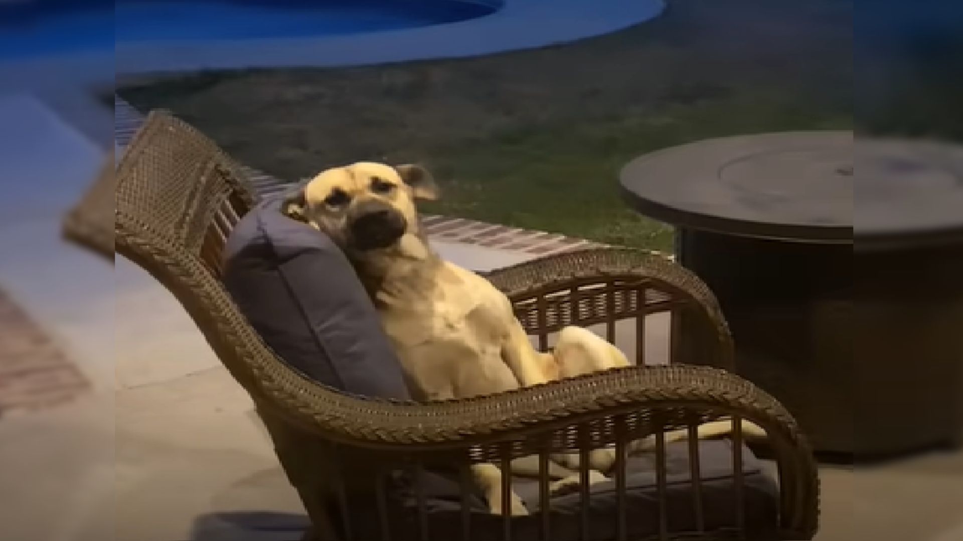 cute dog in a chair
