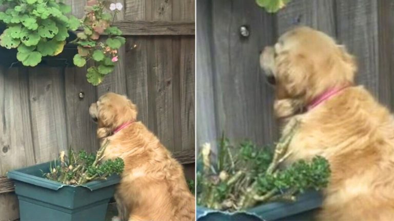 dog staring at the fence