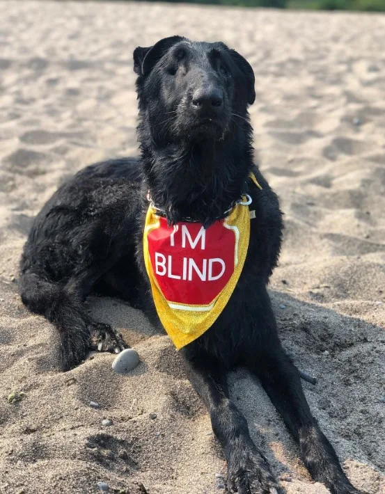 un perro negro adoptado yace en la arena de la playa