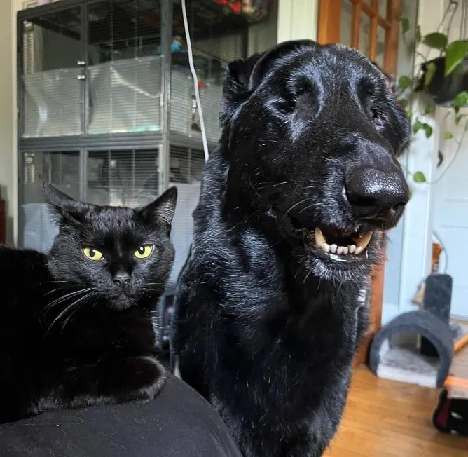 un perro negro y un gato están uno al lado del otro