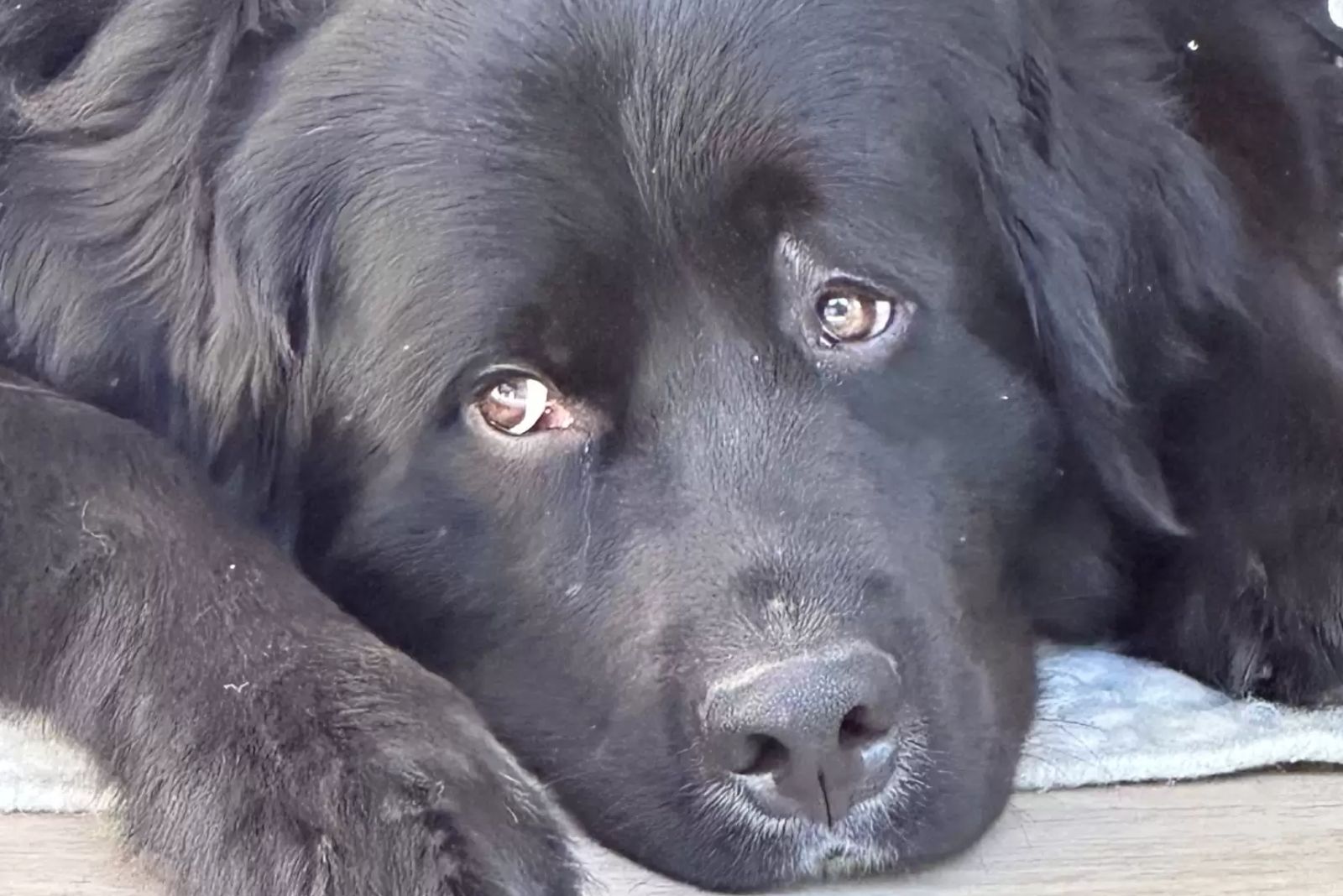 a black dog with a sad look