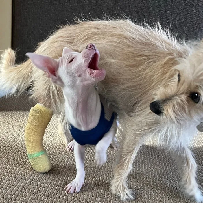 a blind dog plays with another dog whose leg is in a cast