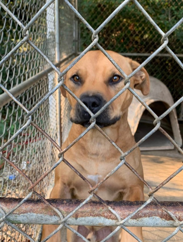 a dog from the shelter leaning against the fence