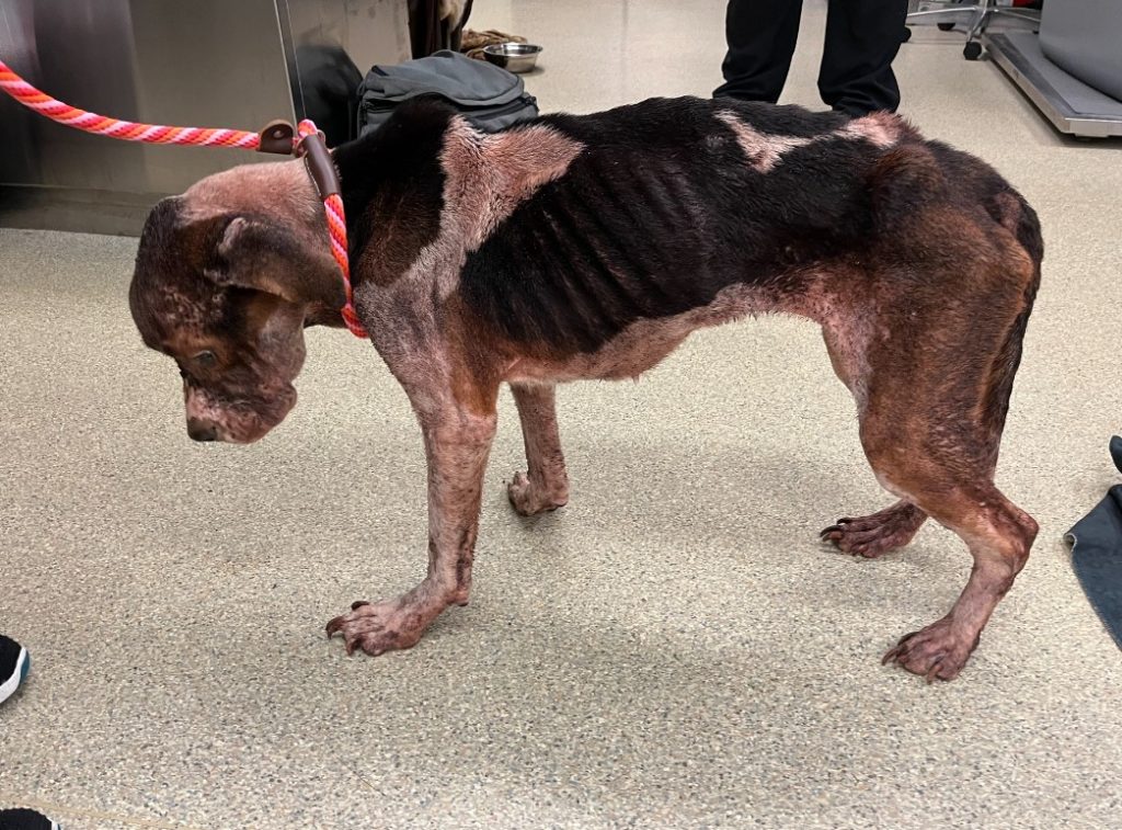 a dog that can barely stand on its feet
