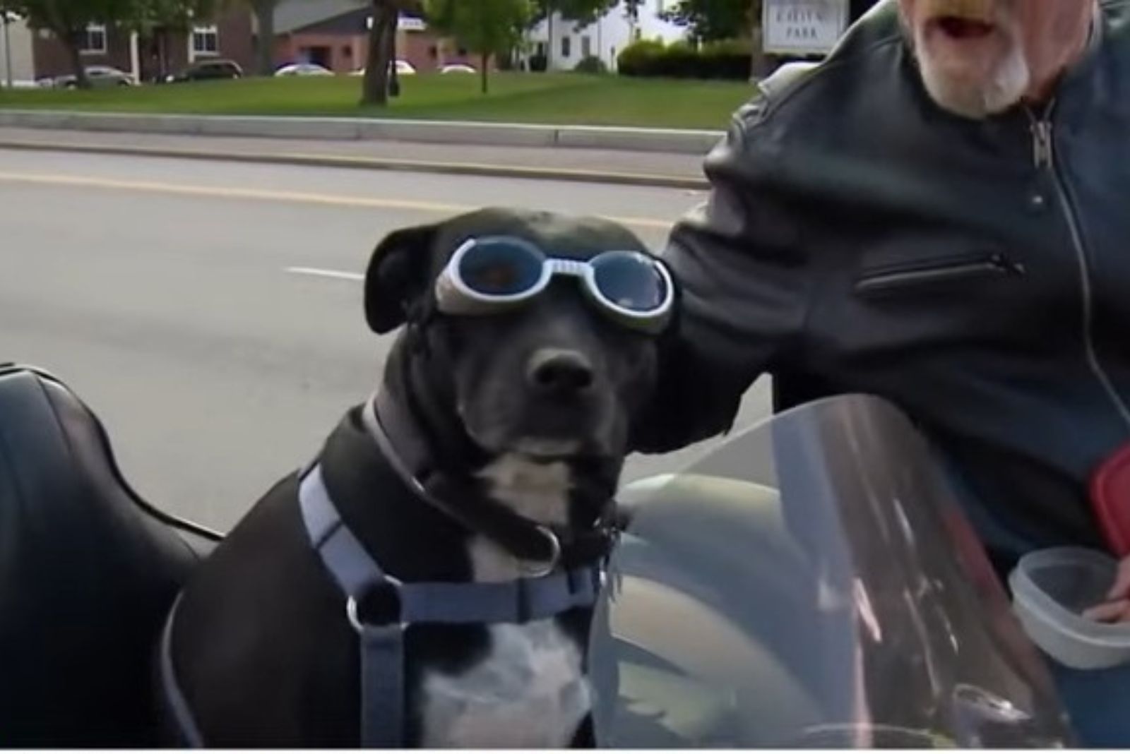 a dog with its owner on a motorcycle