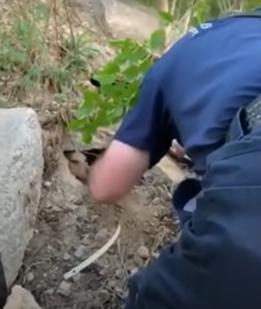 a fireman rescues a trapped puppy