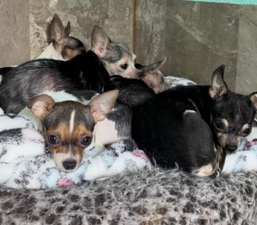 a litter of chihuahua puppies