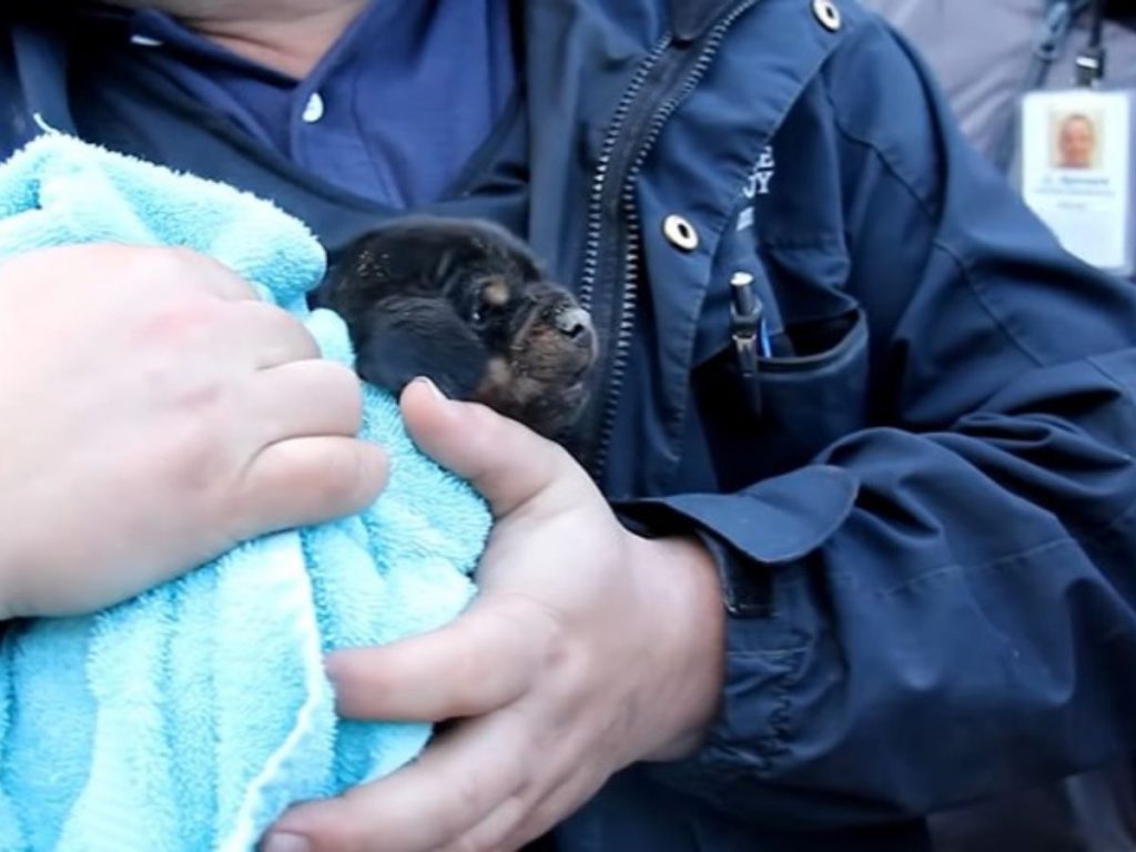 a policeman holds a rescued puppy in his arms