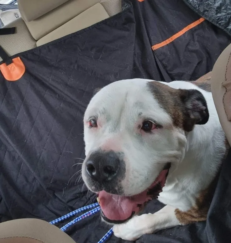 un perro rescatado del refugio mira a la cámara y se ríe