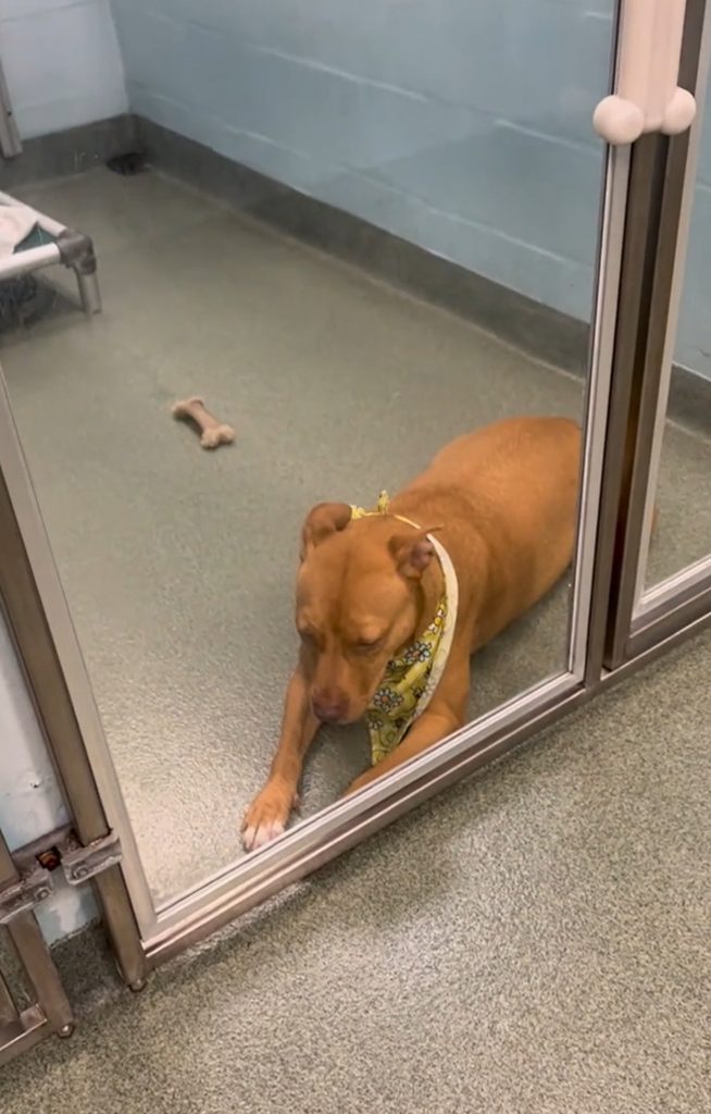 a sad dog lies in the asylum
