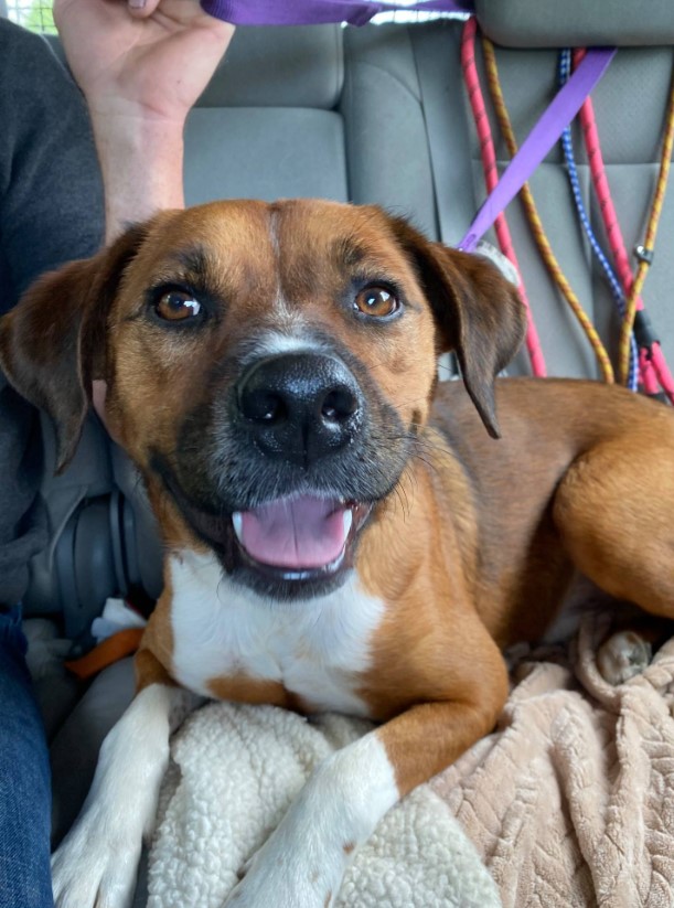 a smiling dog poses in front of the camera