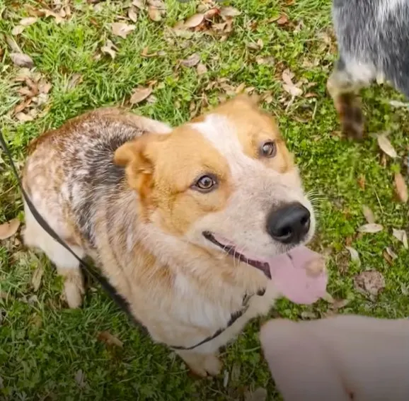un perro sonriente se sienta en el parque y mira a la cámara