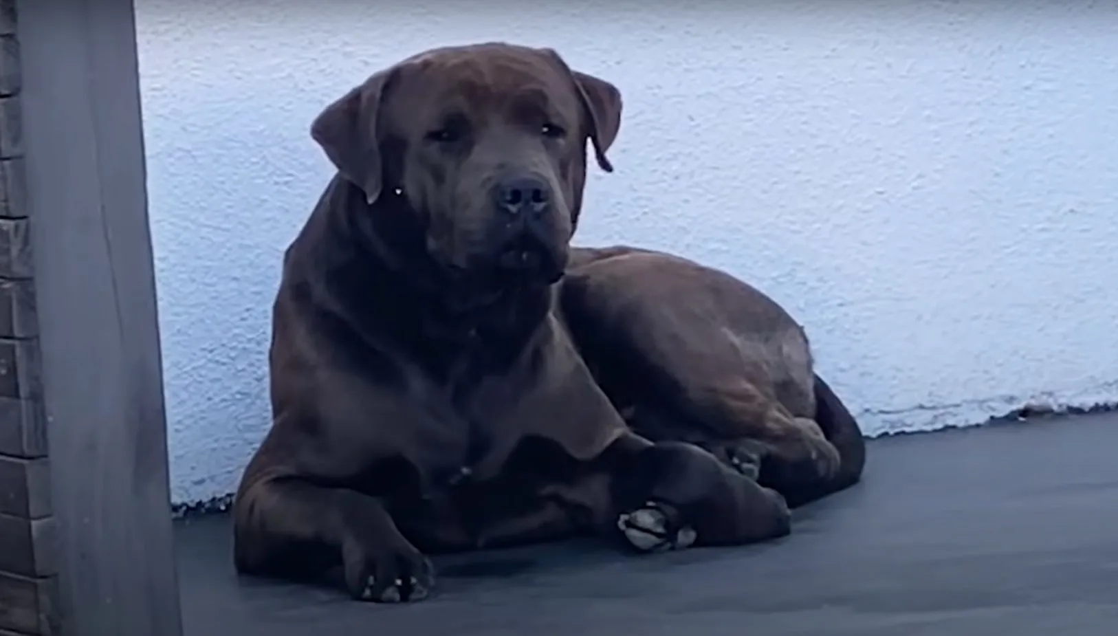 un perro callejero se sienta en la acera