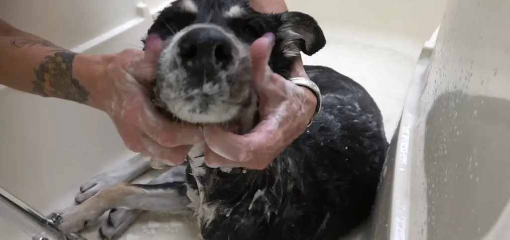 a woman bathes a dog in a bathtub