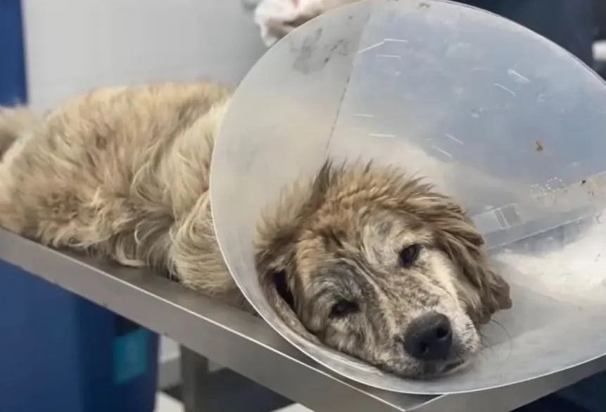 abandoned dog at the vet with a collar around its head