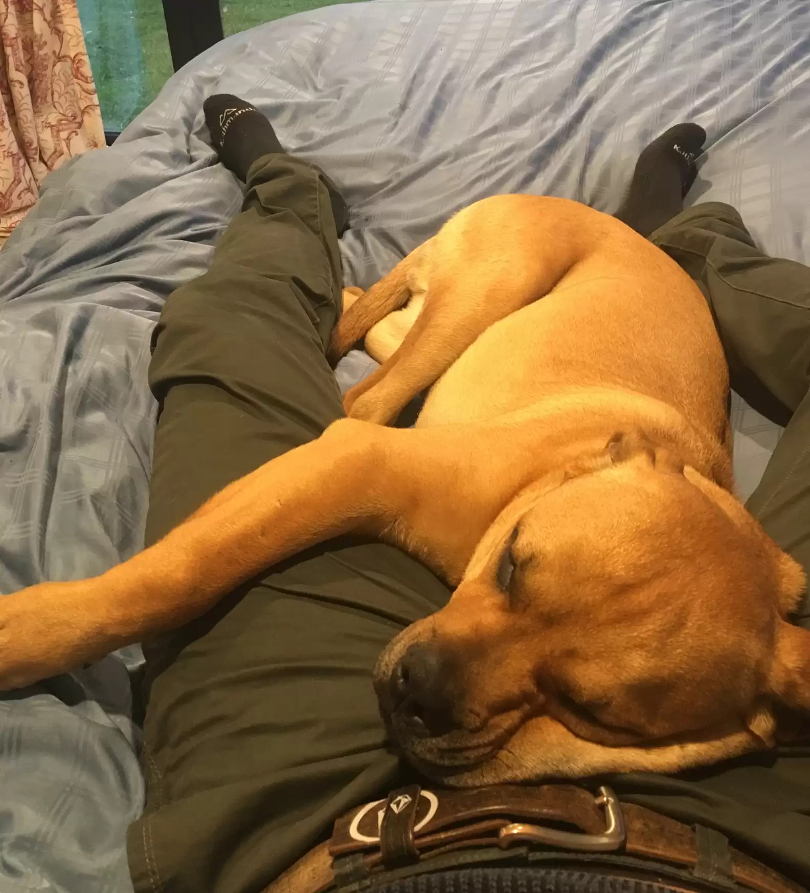 abandoned dog lying on man in bed