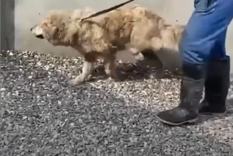 abandoned dog on a leash