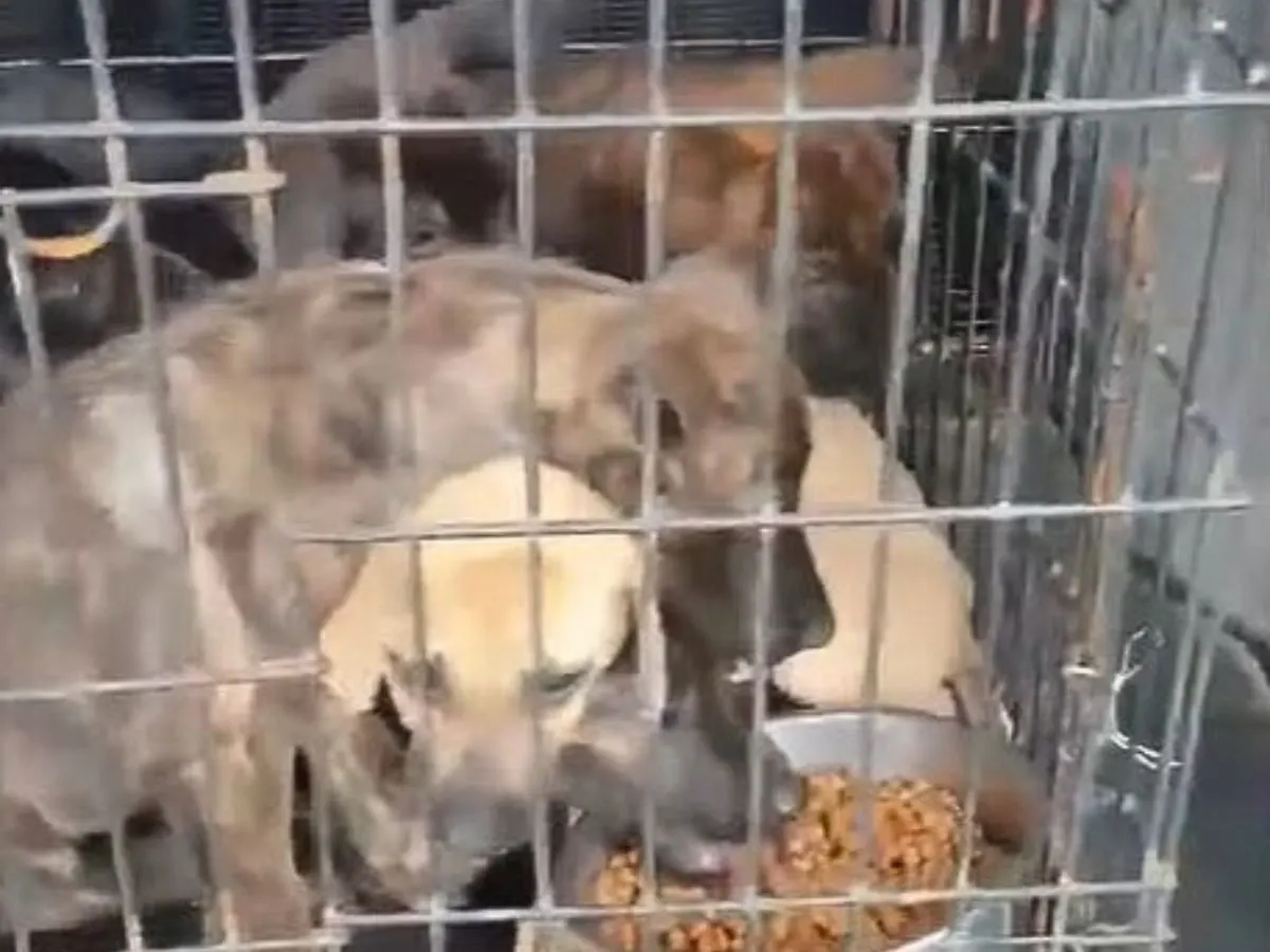 abandoned puppies in a kennel