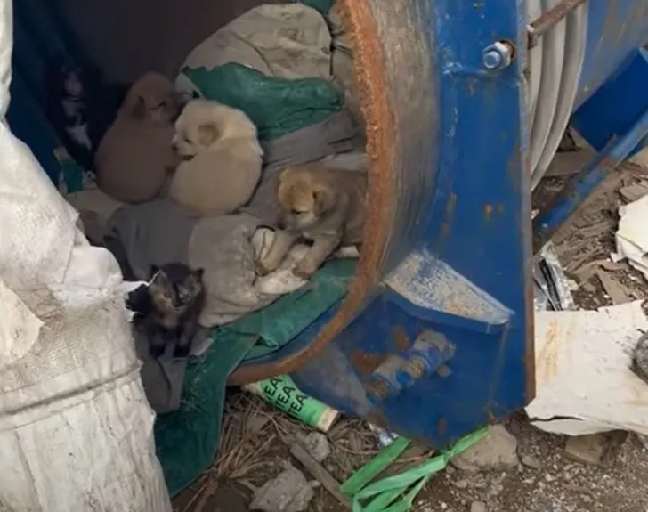 abandoned puppy and a cat
