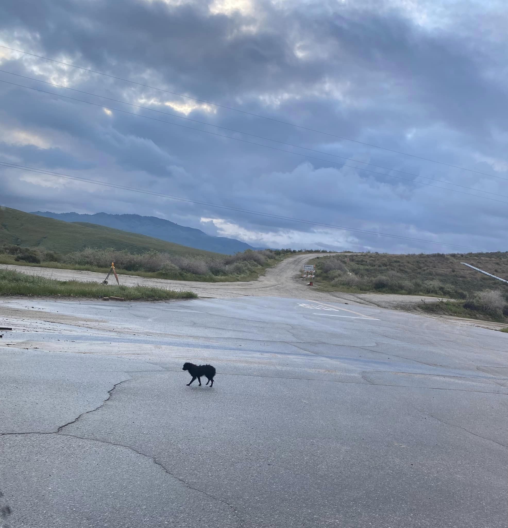 abandoned puppy walking alone