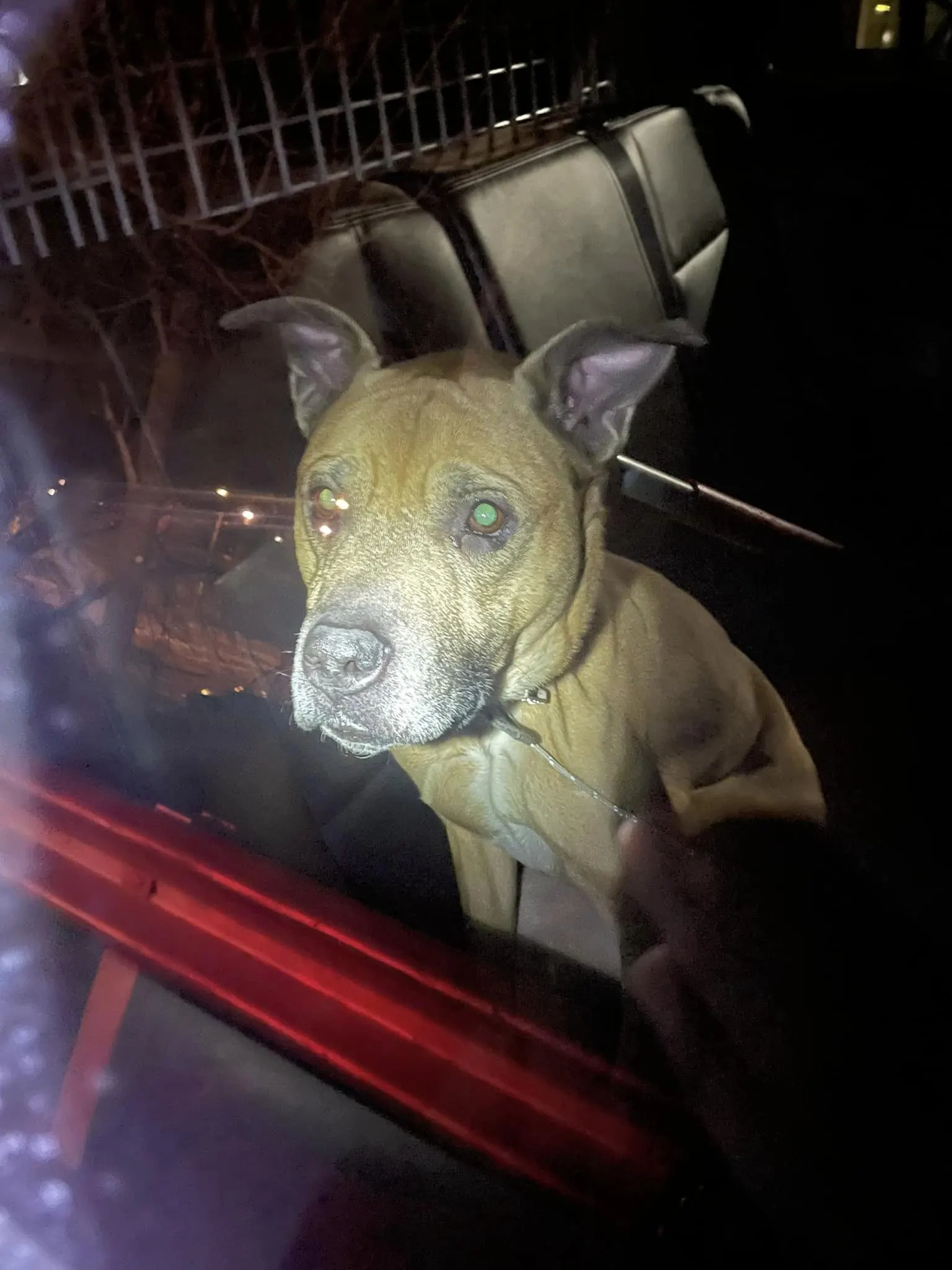 abandoned sad dog sitting in a car and looking through the window