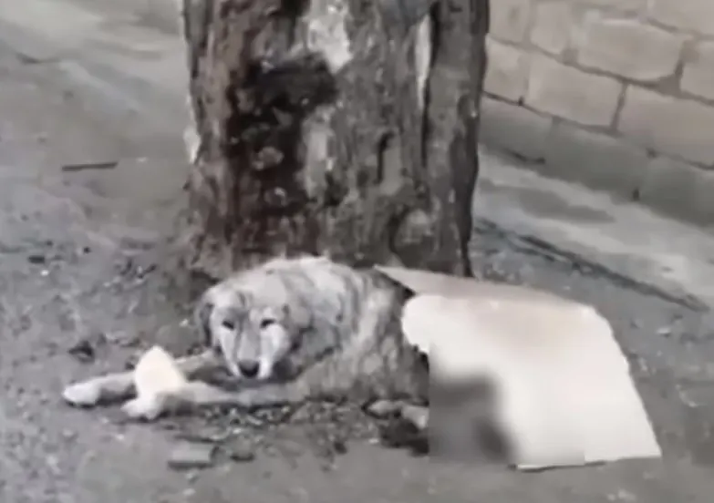 an abandoned dog lies on the street next to a tree