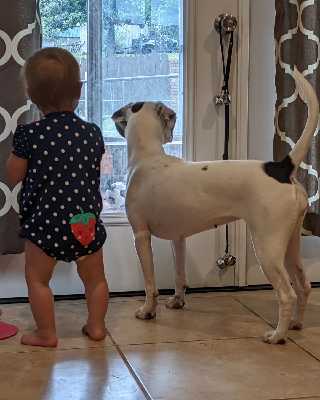 baby and the dog looking through the window