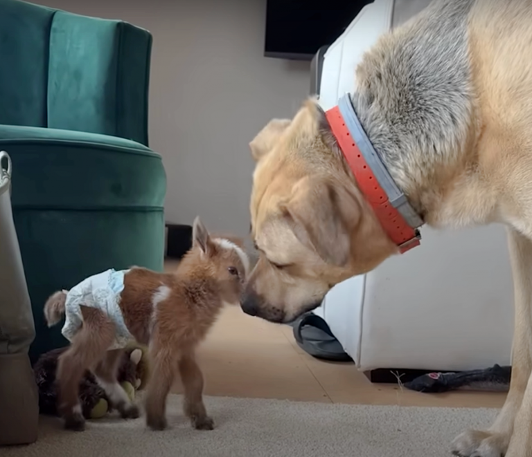 cabrito y perro