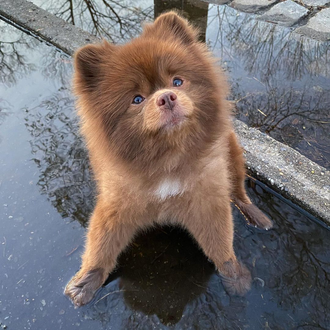 bert the pomeranian sitting in a puddle
