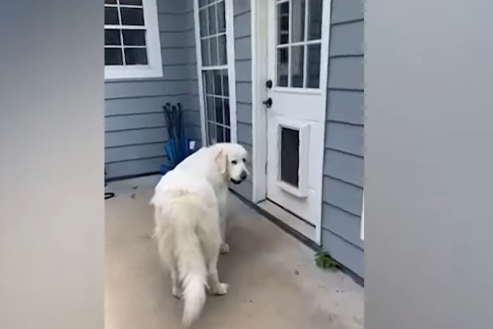 big white dog in front of the door