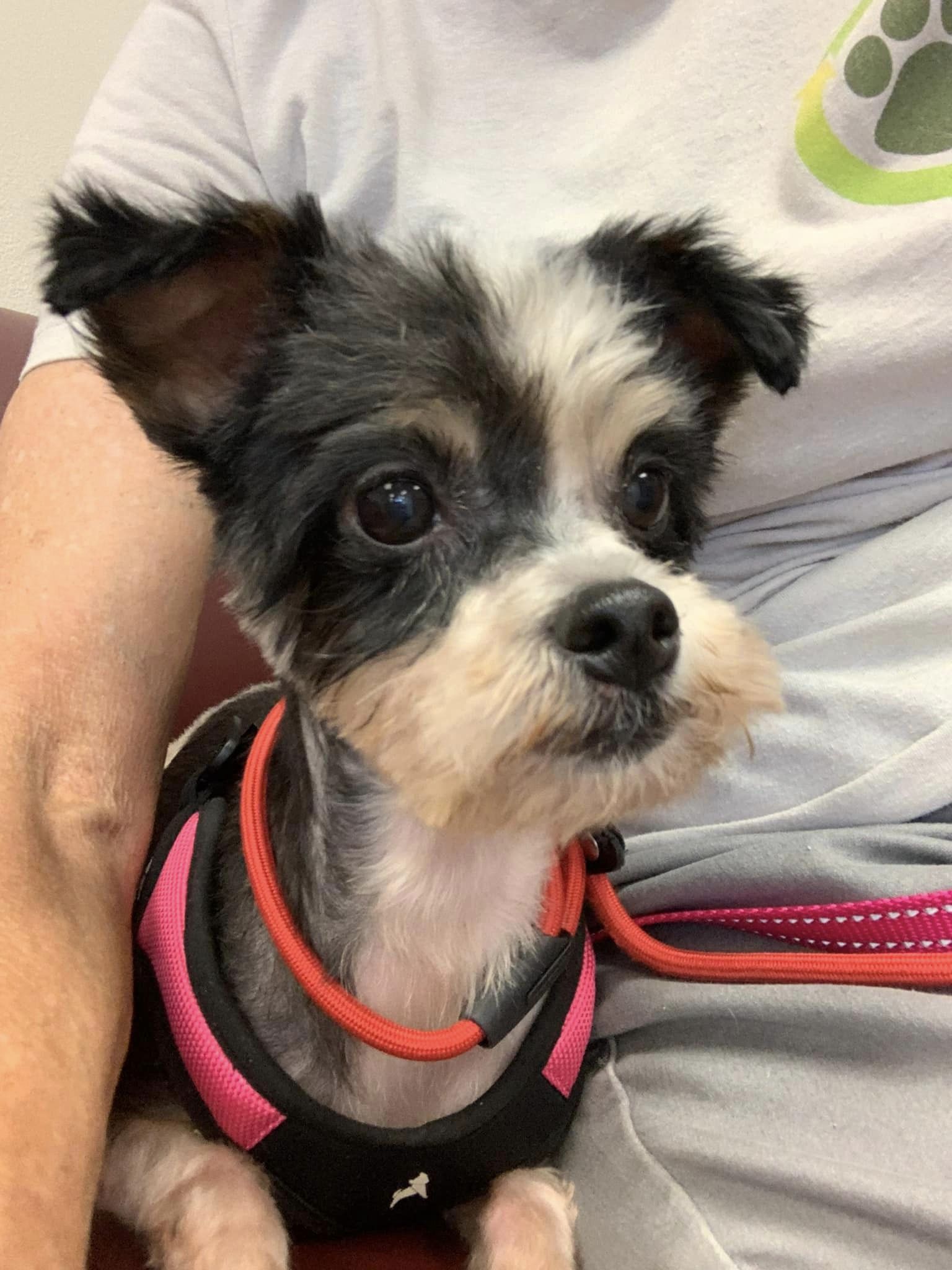 black and brown little dog