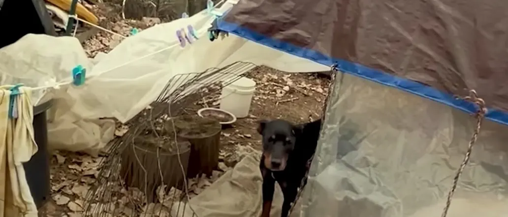 perro negro parado bajo el refugio