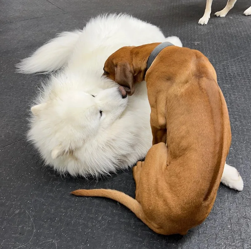 brown dog leaning on white dog while sleeping