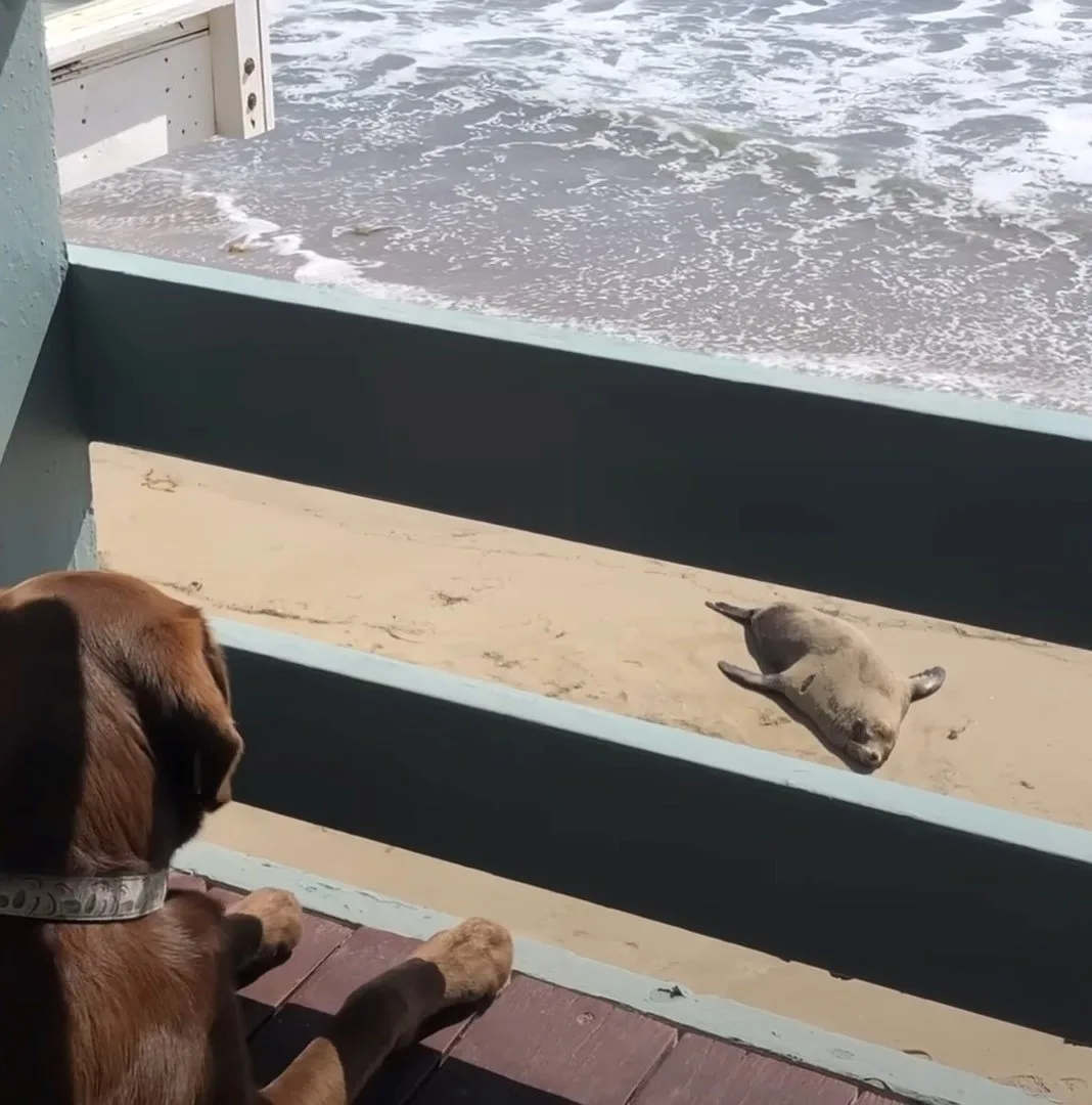 perro marrón mira león marino