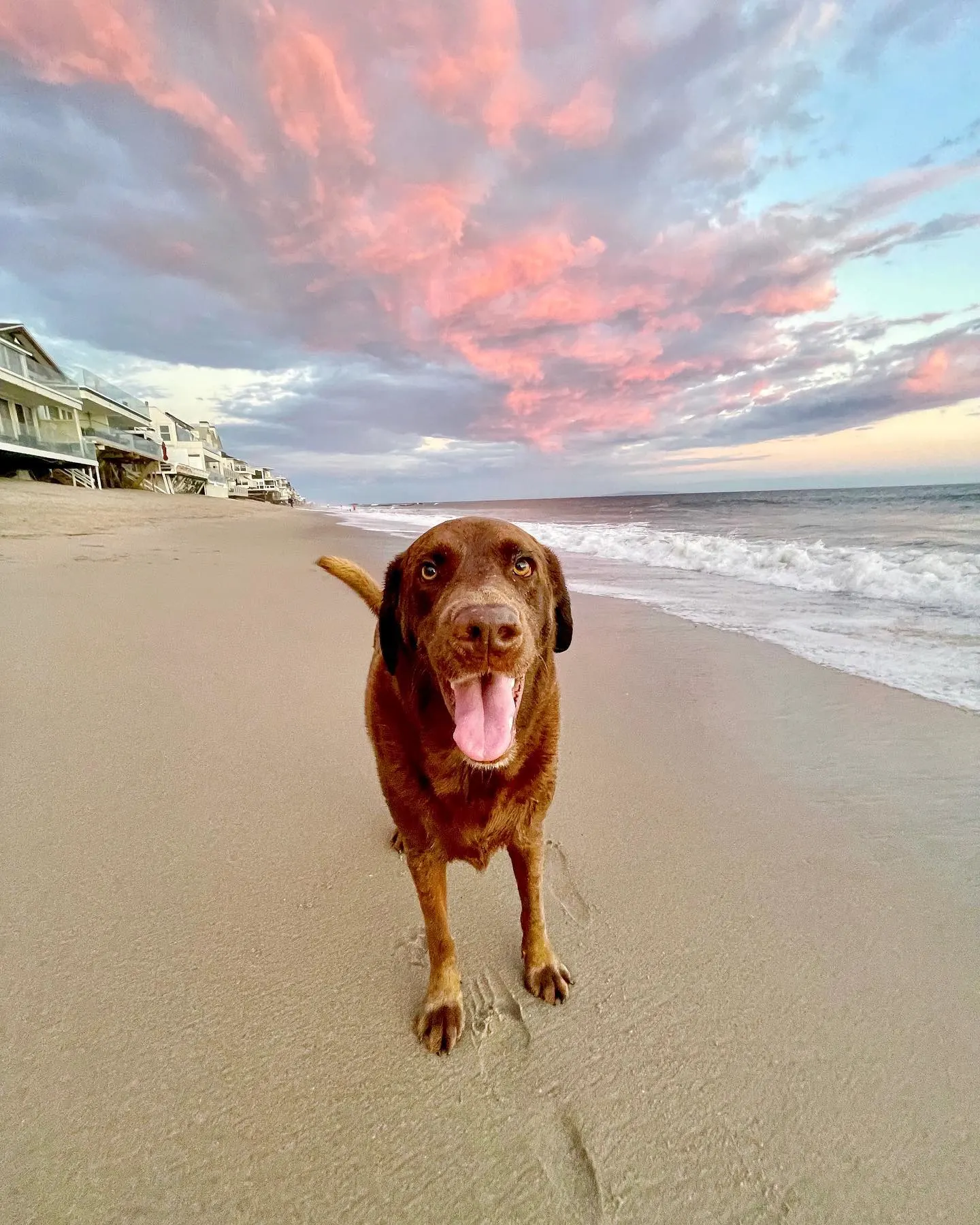 perro marrón en la playa al atardecer