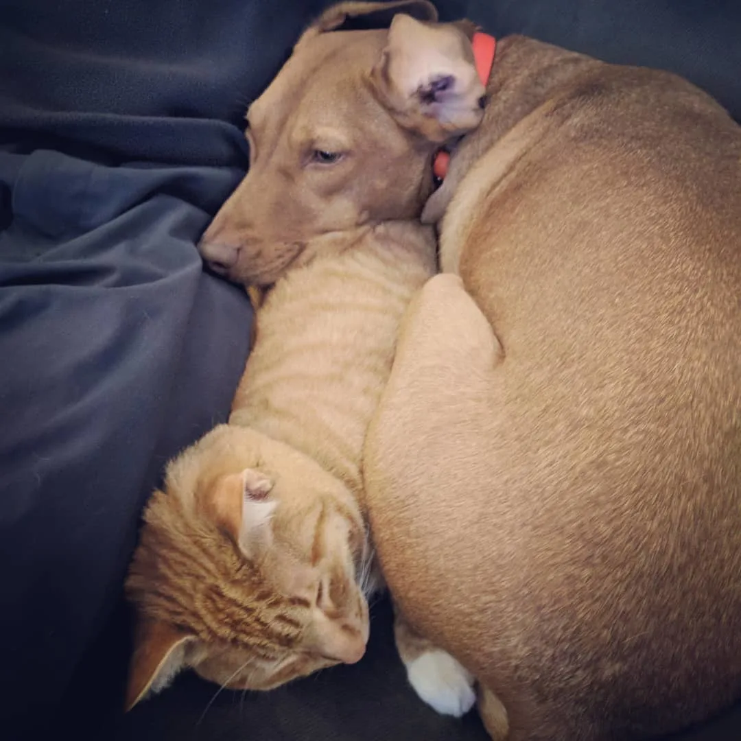gato y perro durmiendo