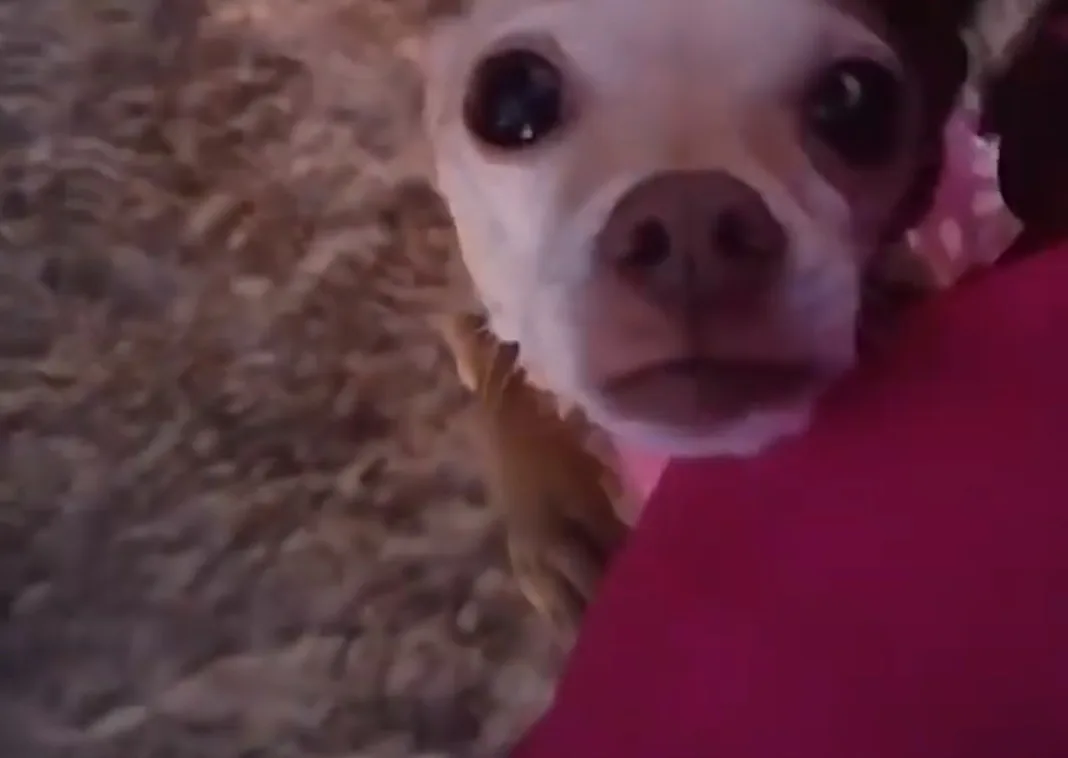 chihuahua looking up