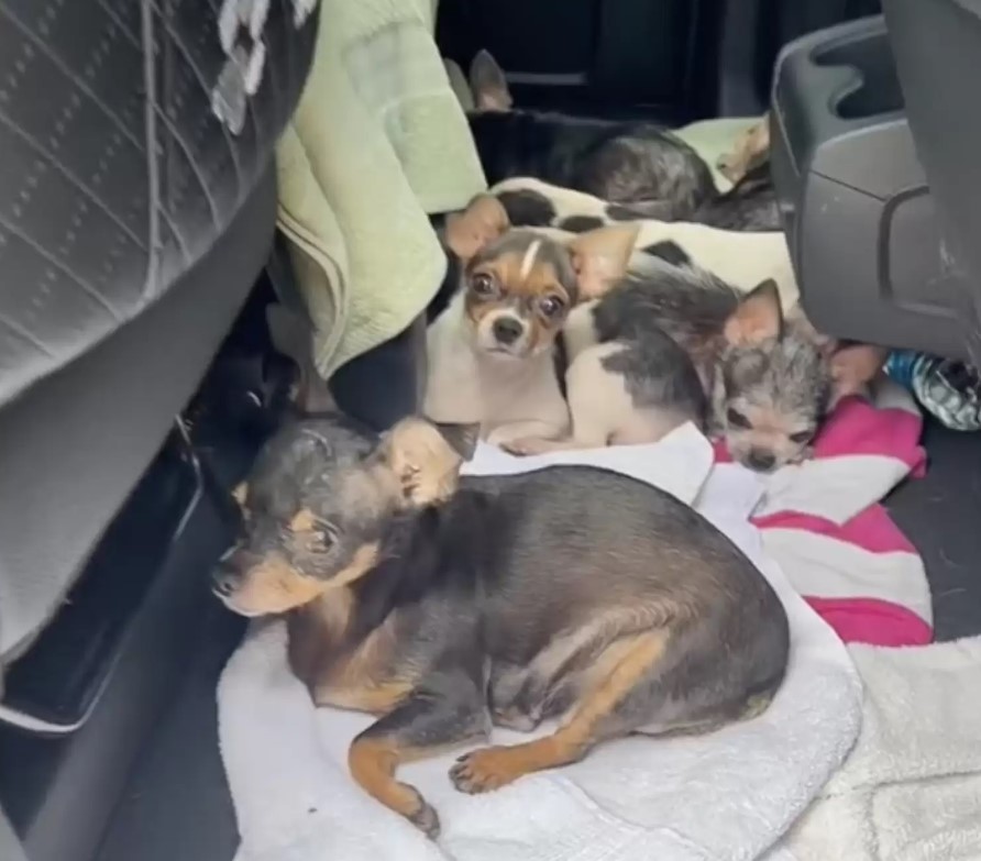 chihuahua puppies in the car