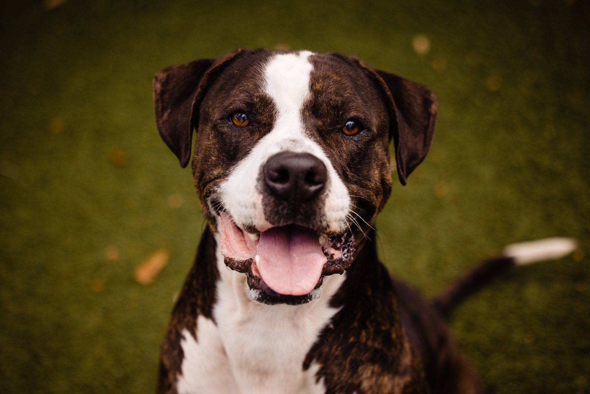 close-up photo of a dog named nicholas