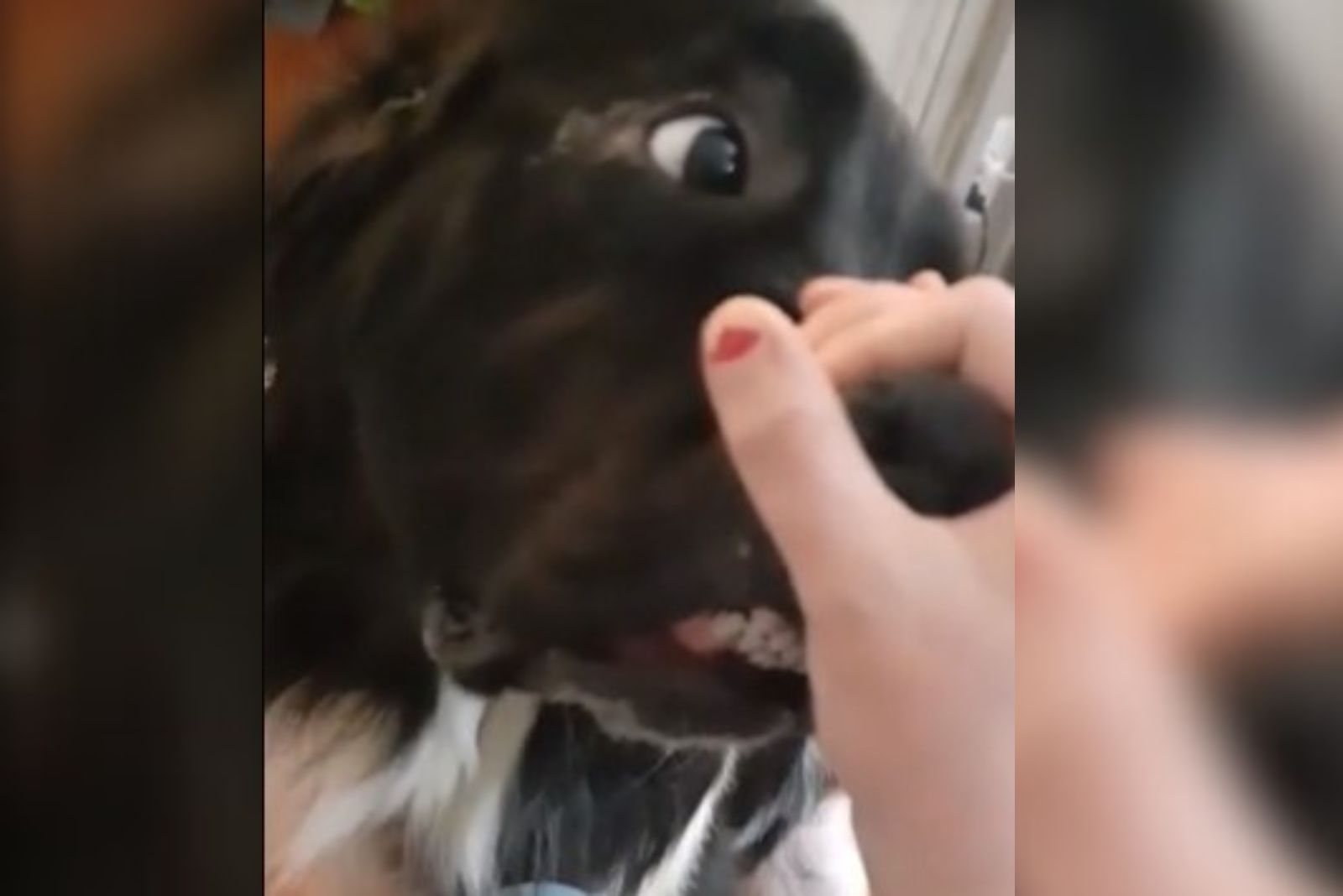 close-up photo of a hand on dog's mouth
