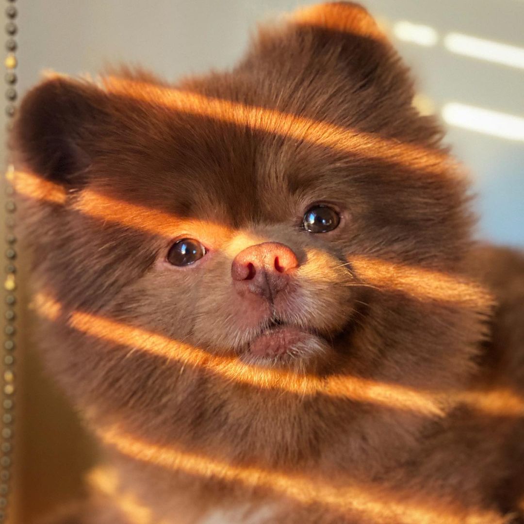 close-up photo of bert the pomeranian