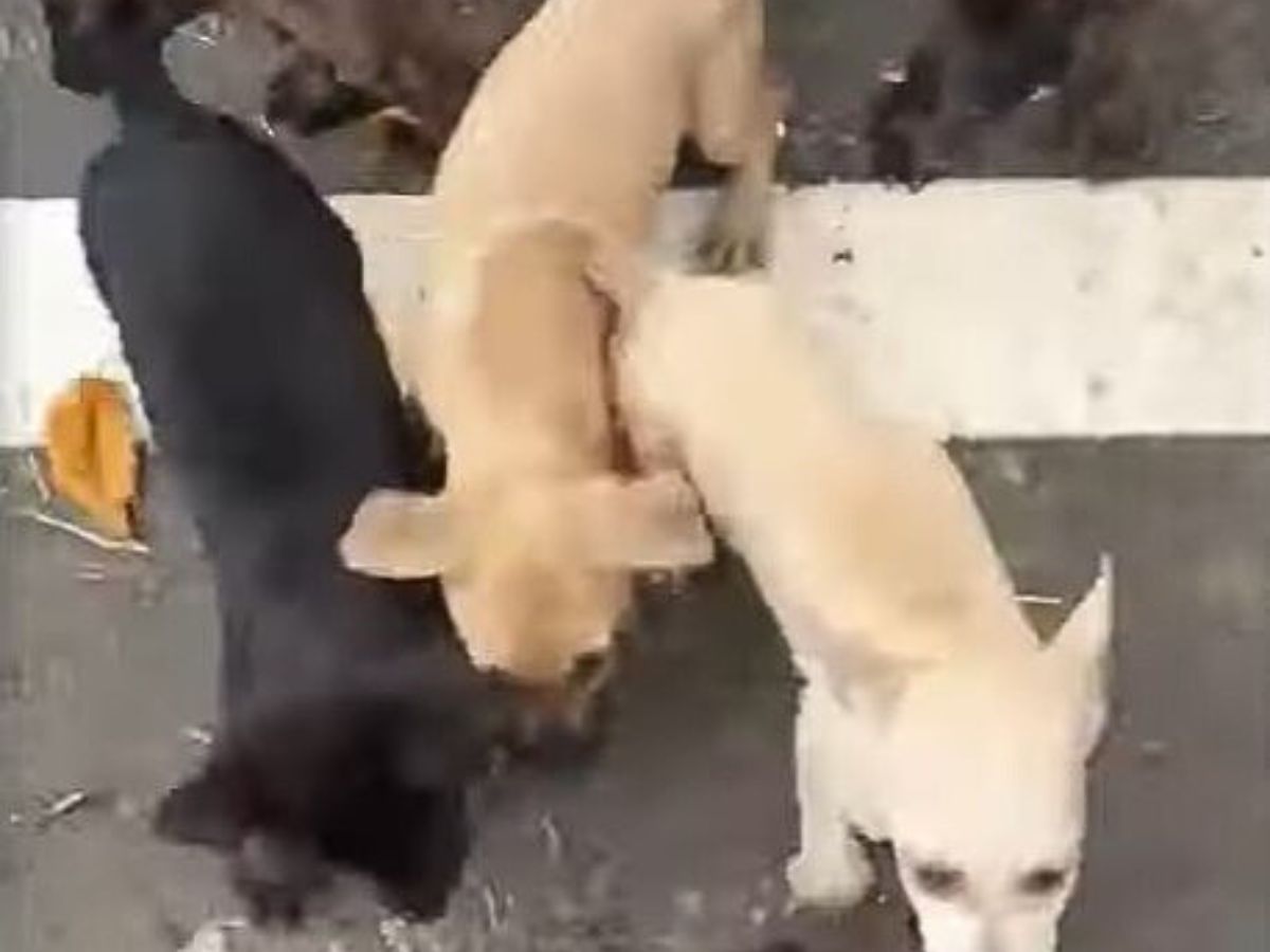 close-up photo of the abandoned puppies