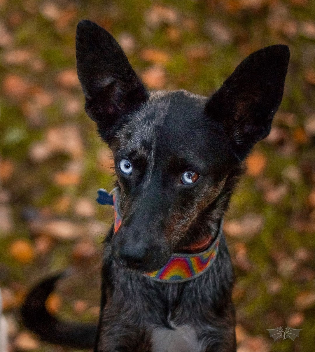 close-up photo of the black dog with blue eyes
