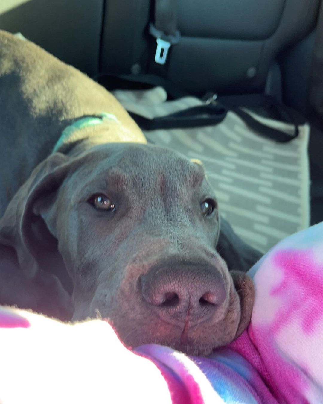 close-up photo of dog lying